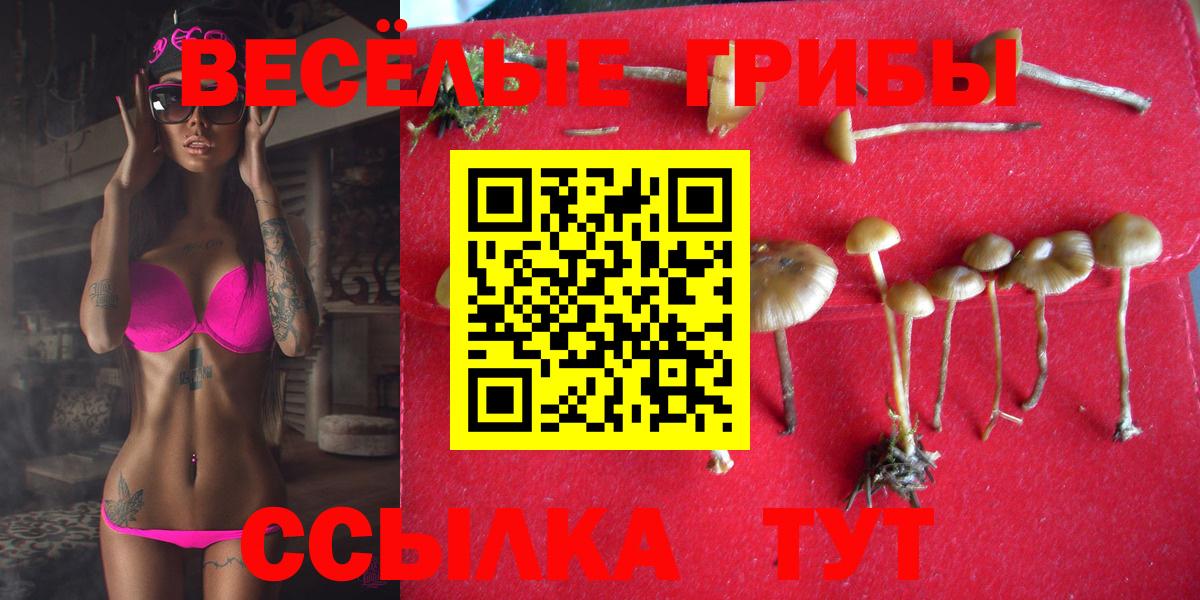 Галлюциногенные грибы Psilocybine cubensis  Вход с VPN  Назрань 